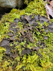 Peltigera evansiana