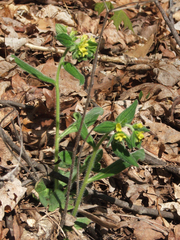Lithospermum tuberosum