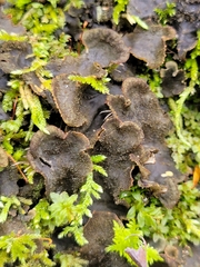 Peltigera evansiana
