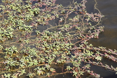 Ludwigia adscendens