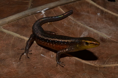 Emoia obscura