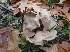 Entoloma