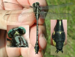 Gomphurus fraternus
