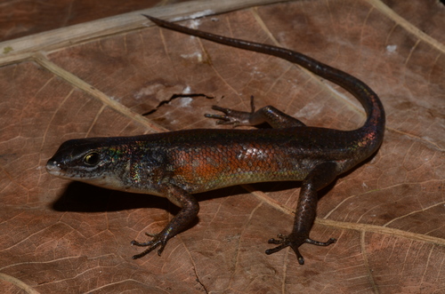 Mourning Rainbow Skink - Photo (c) Eric N. Rittmeyer, some rights reserved (CC BY-NC), uploaded by Eric N. Rittmeyer