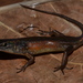 Mourning Rainbow Skink - Photo (c) Eric N. Rittmeyer, some rights reserved (CC BY-NC), uploaded by Eric N. Rittmeyer