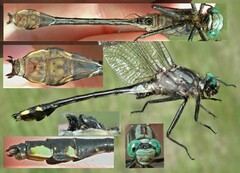 Gomphurus fraternus