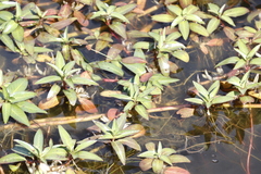 Ludwigia adscendens