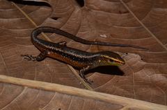 Emoia obscura