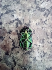 Scarabaeidae