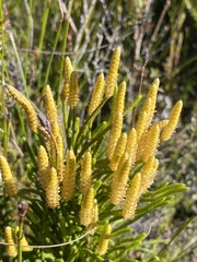 Lycopodium deuterodensum