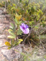 Periandra mediterranea