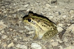 Ranoidea alboguttata