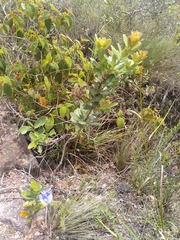 Periandra mediterranea
