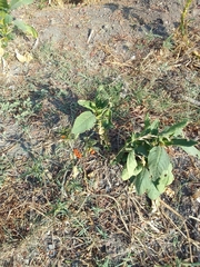 Solanum corymbosum