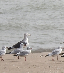 Chroicocephalus ridibundus