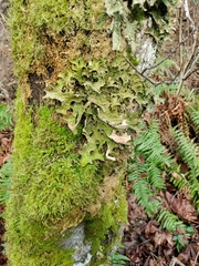 Lobaria
