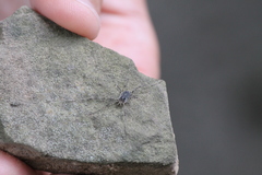 Oligolophus hanseni
