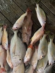 Cephalopholis cruentata