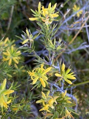 Persoonia juniperina