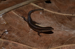 Lygisaurus curtus