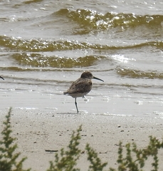 Calidris alpina