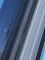 Parabacillus hesperus