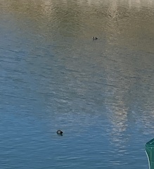 Fulica americana americana