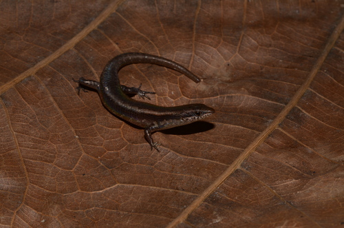 Lygisaurus curtus observed 2015-03-13