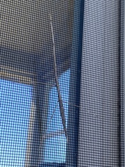 Parabacillus hesperus