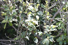 Sideroxylon inerme inerme