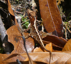 Anolis tropidolepis