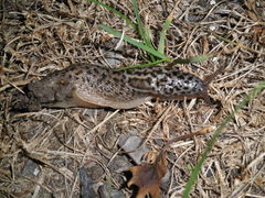 Limax maximus