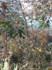 Kearnemalvastrum lacteum