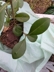 Cartrema americana