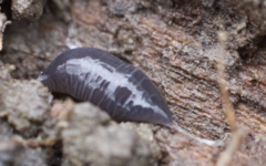 Microplana terrestris