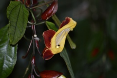 Thunbergia mysorensis