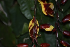 Thunbergia mysorensis
