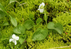 Viola macloskeyi