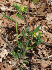Lithospermum tuberosum