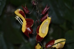 Thunbergia mysorensis