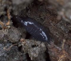 Microplana terrestris