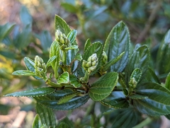 Ceanothus thyrsiflorus