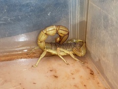 Androctonus aleksandrplotkini