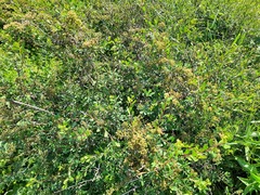 Spiraea hypericifolia