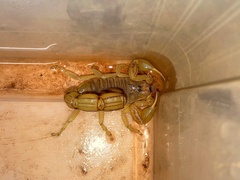 Androctonus aleksandrplotkini