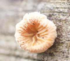 Phyllotopsis nidulans