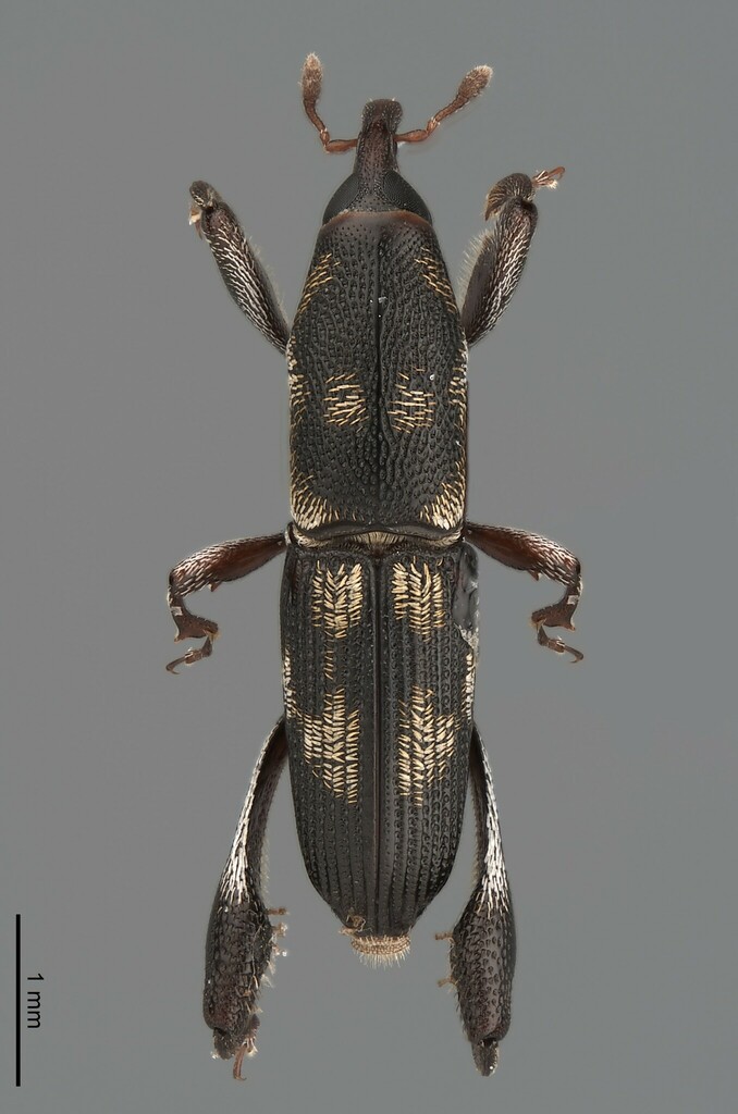 Campyloscelini