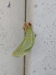 Opsiphanes invirae