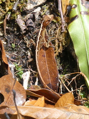 Anolis tropidolepis