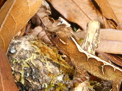 Anolis tropidolepis